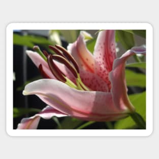 Beautiful photograph of lily flower Sticker